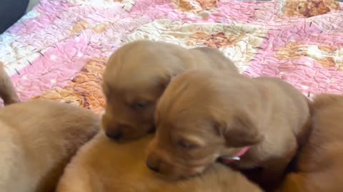 Bailey x Willie - Purebred Golden Retriever Puppies! 🐾 Week Three