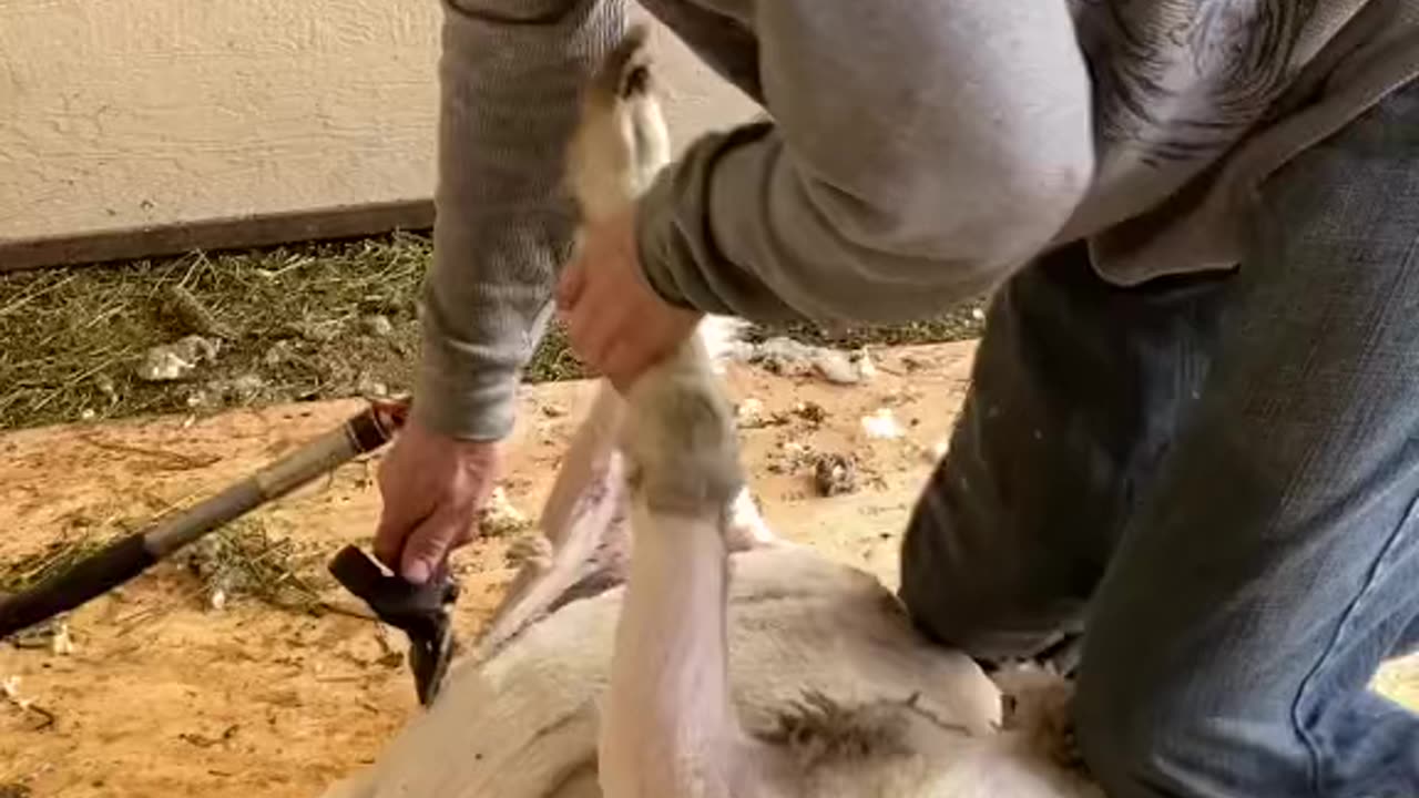 Time to peel a Sheep 🍌