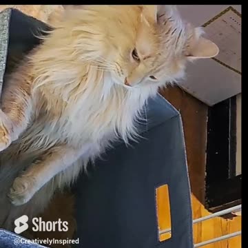 Jack and Binks, BROTHERLY LOVE #cats lol