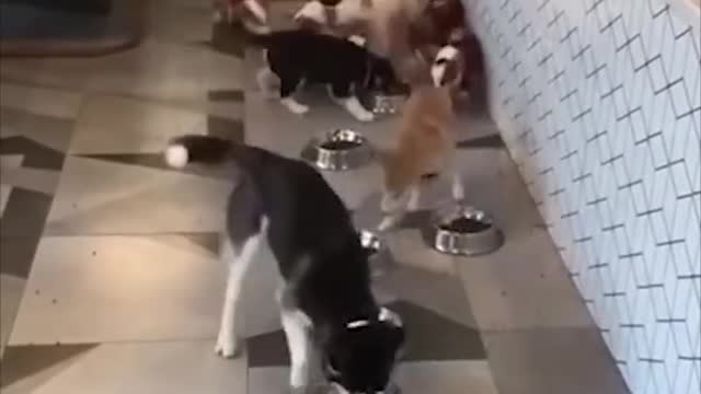 Meow: Even checking your phone when you go to the bathroom