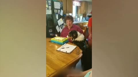 Hilarious Cat and Dog Moments: Laughter Unleashed!