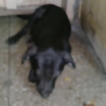 CUTE PUPPIES_ Beautiful puppies