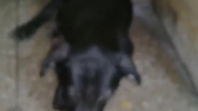 CUTE PUPPIES_ Beautiful puppies