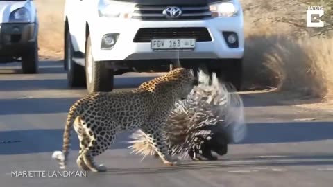 Cheetah Learns What Porcupine Is The Hard Way