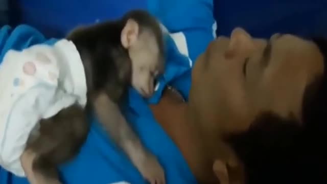 Baby Monkey And Daddy - Lovely Sleeping Compilation - Funny Animals