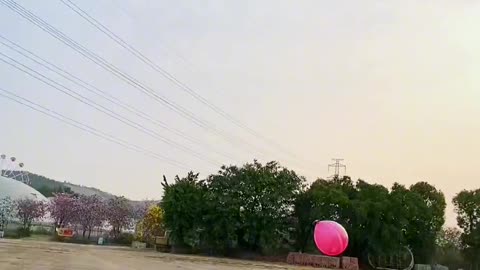 Dogs are playing with balloon