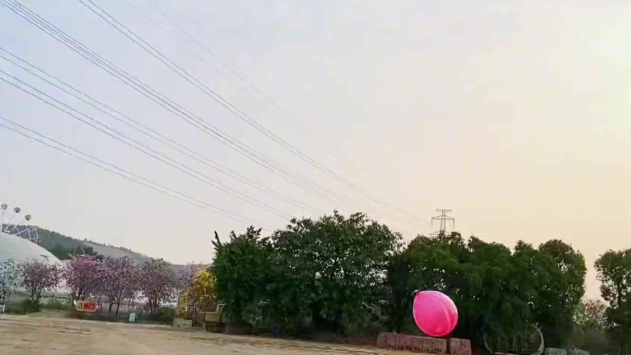 Dogs are playing with balloon