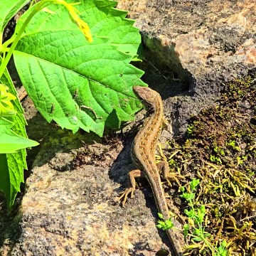 Two lizards on a stone next to a river / beautiful reptiles on a stone.