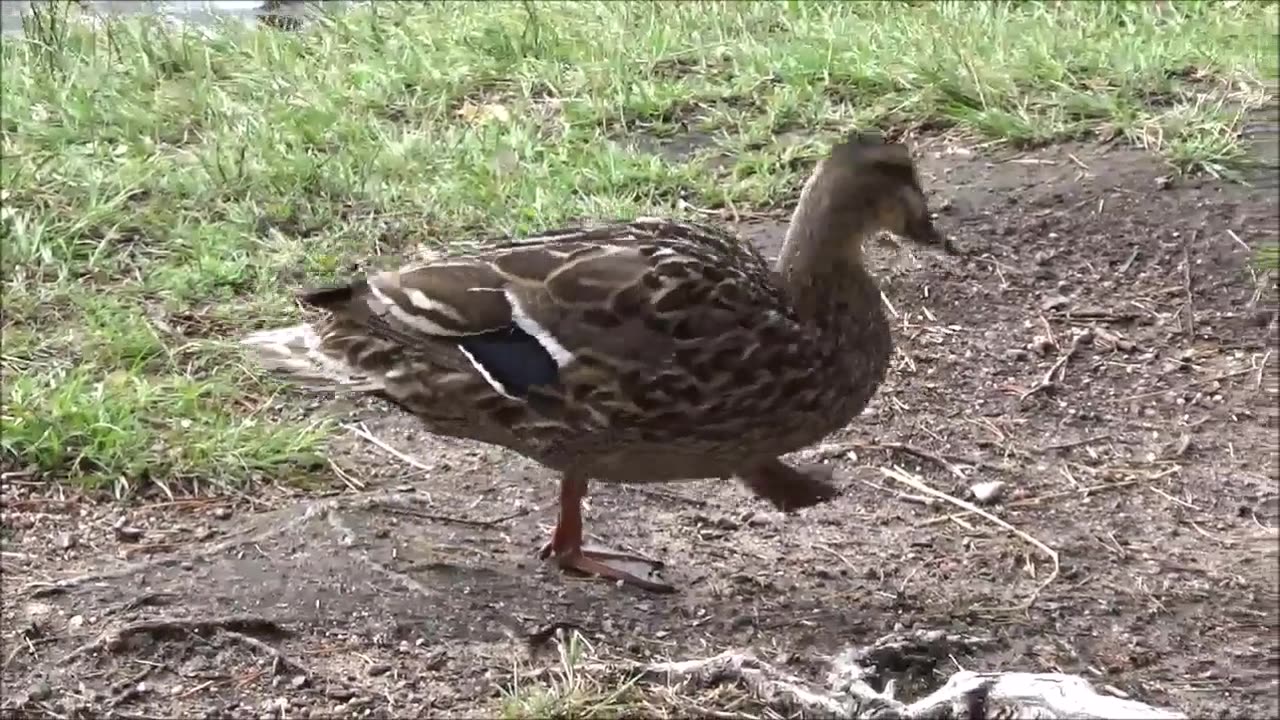 Myllylammen eläimet