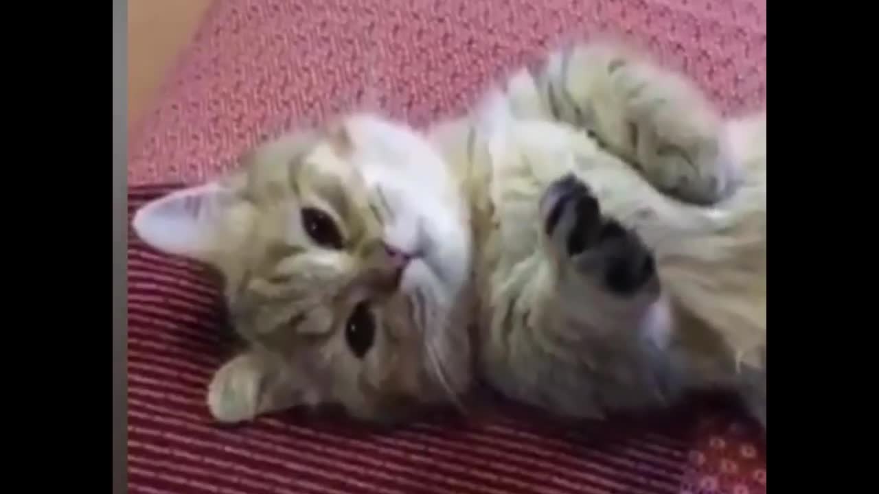 TOP 10 Cute Kittens
