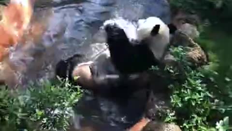 Panda enjoy a bathe