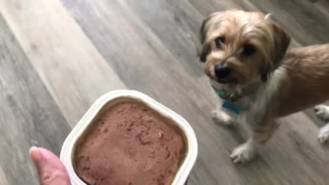Best Dog Food: Cesar Gourmet Wet Dog Food [Tested & Reviewed]