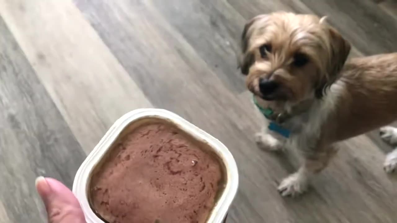 Best Dog Food: Cesar Gourmet Wet Dog Food [Tested & Reviewed]