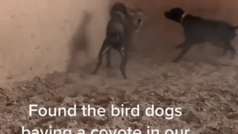 Found the bird dogs baying a coyote in our indoor arena.