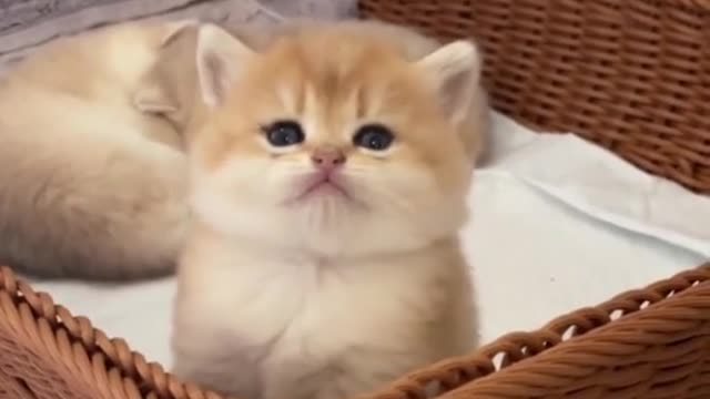 Kitty no cesto