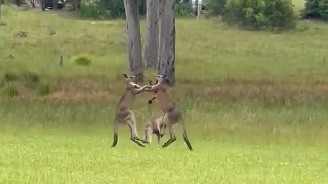 Fighting kangaroos interrupt weddingceremony