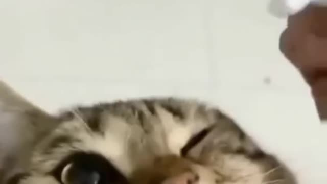 Crazy Funny Cats Fail ops Reactions Viral Clips