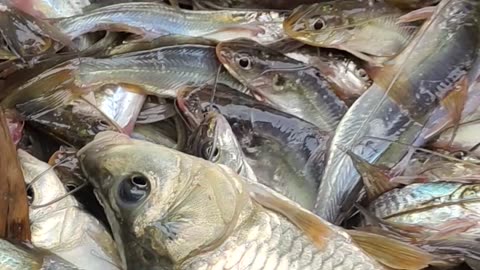 Live Tengra Fish Video In Fish Market Bangladesh#shorts