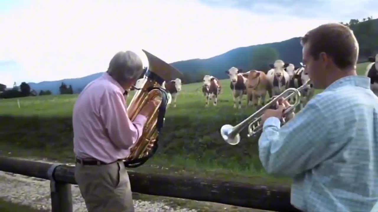 Cows listening to the power of music