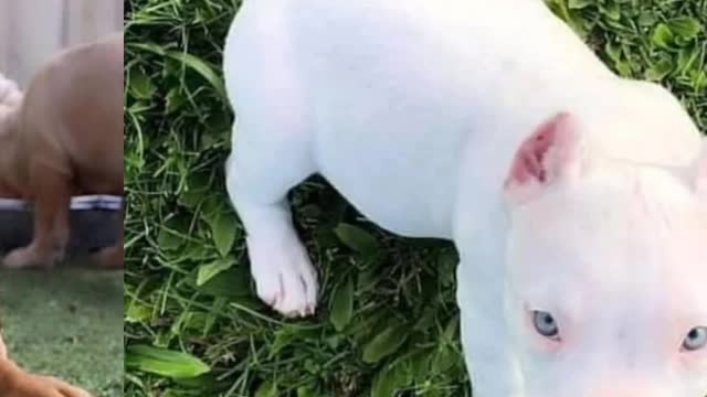 Pitbull Dog Videos