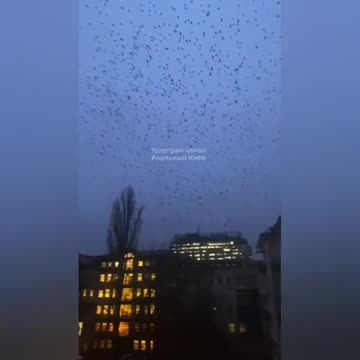 Over Kiyv fly huge flocks of crows for the third day already ...