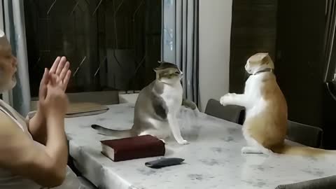 Cats Get Feisty About Father