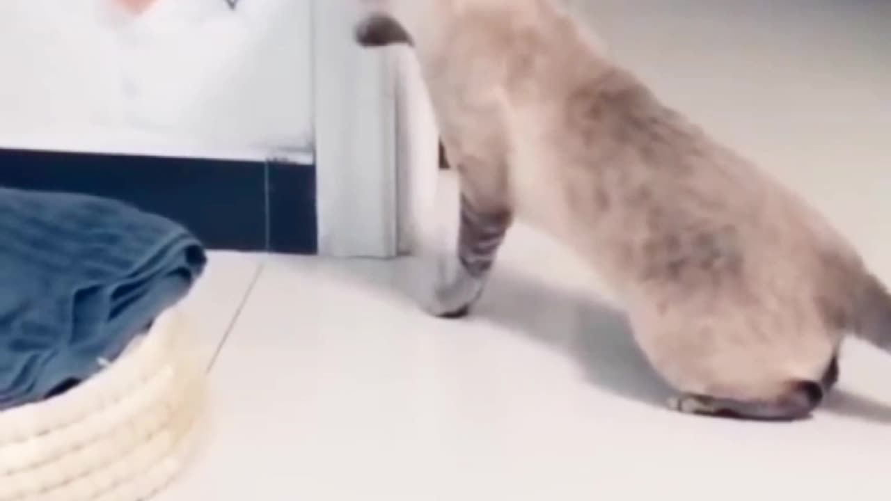 Hilarious Cat Fails: When Cats Forget They're Graceful.