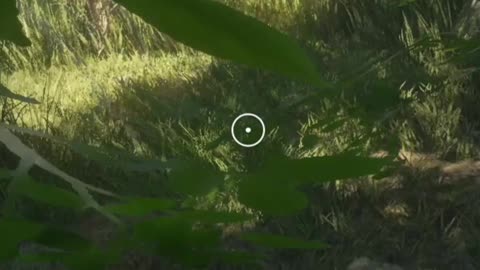 It's Hard to Run Rosco... Hunter Call of the Wild