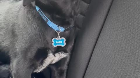 Doggy Polishes off Puppacino in a Hurry