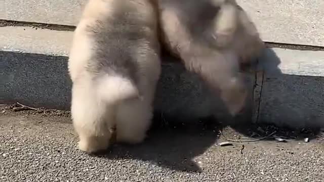 Super cute puppy dog ​​- so fat, it's time to lose weight！