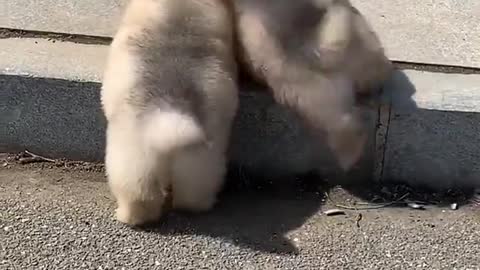 Super cute puppy dog ​​- so fat, it's time to lose weight！