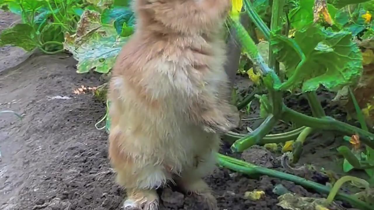 The little bunny is also sneaking to eat cucumbers