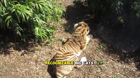 Tiger Stripe Patterns Revealed! 🐅🔍