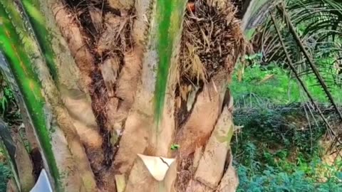 Palm tree cutting in Malaysia #cutting #palmtree #palmtrees #malaysia #reels #reelsfbシ