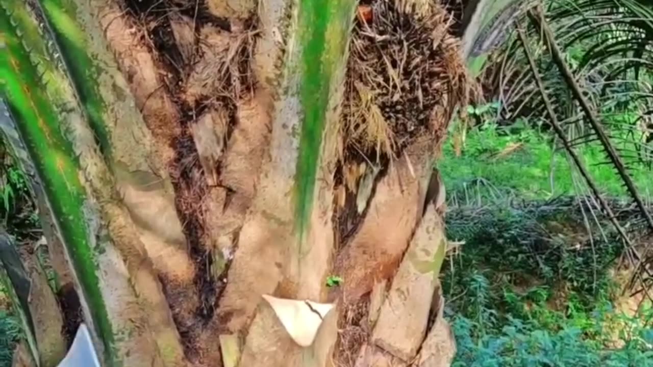 Palm tree cutting in Malaysia #cutting #palmtree #palmtrees #malaysia #reels #reelsfbシ