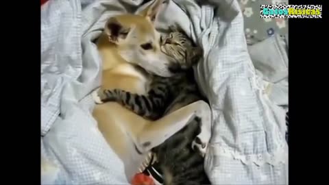 Dogs and Cats best friends