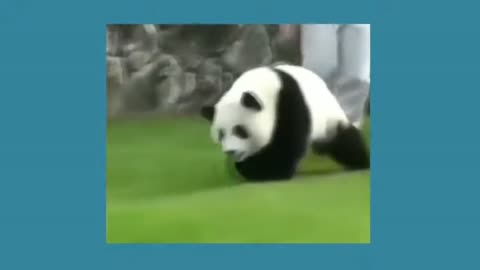 PANDA FELL OFF THE SWING "#Panda