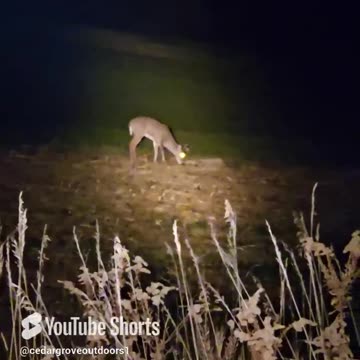 Deer Spotting a Young Buck