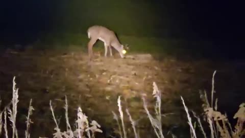 Deer Spotting a Young Buck