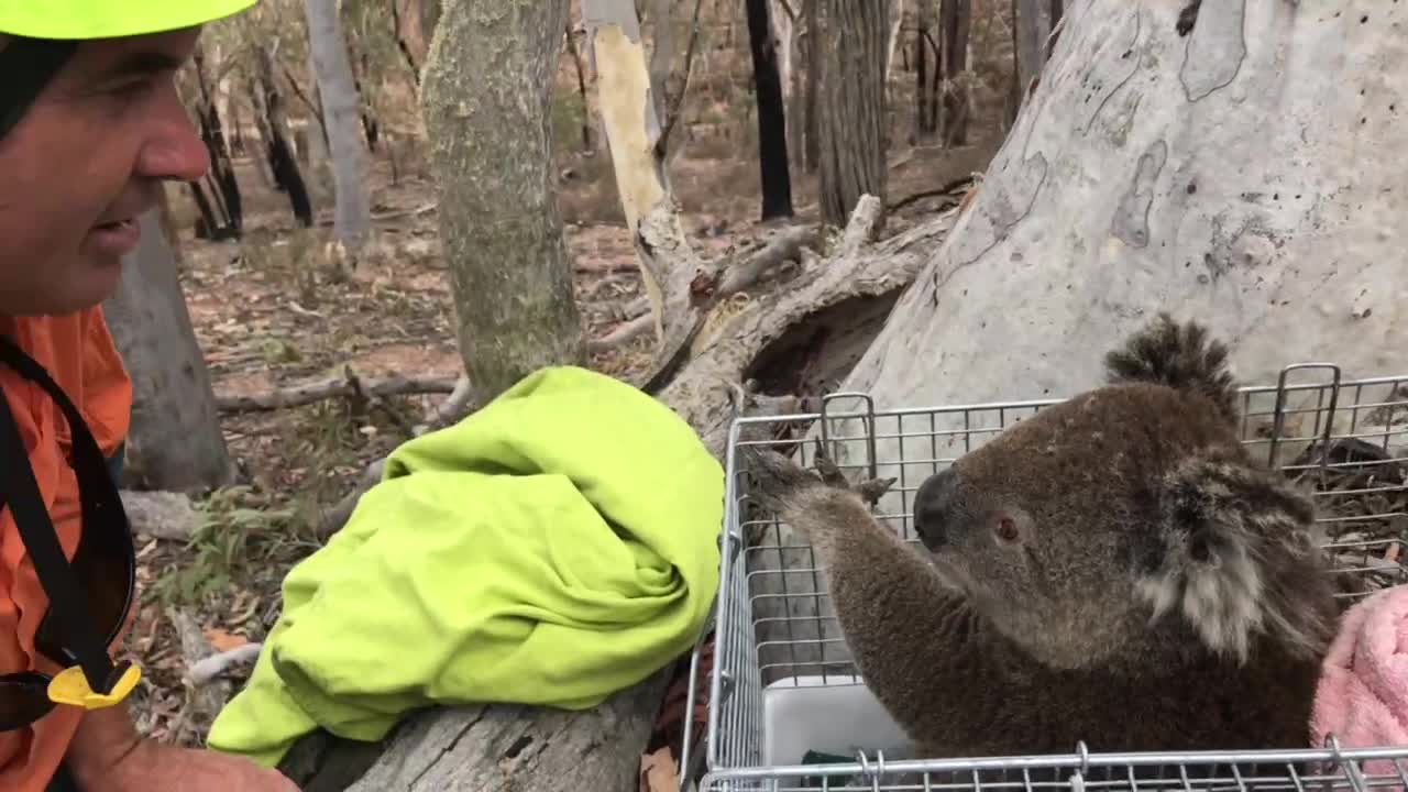 Koala set free after bushfires