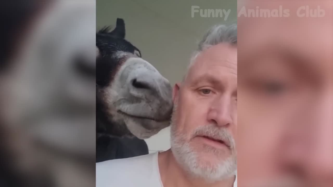 Funny Animals Videos 2023 Top Funny Video Collection For You #funnyvideo