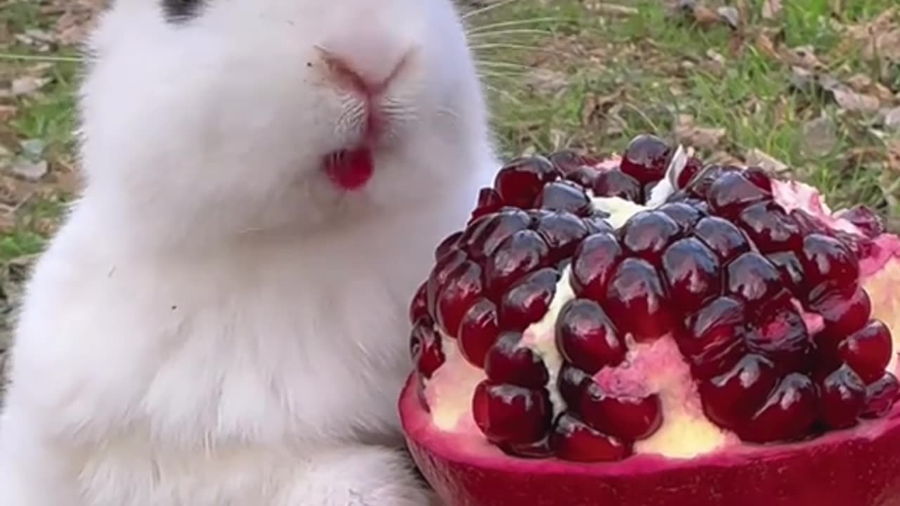 funny bunny