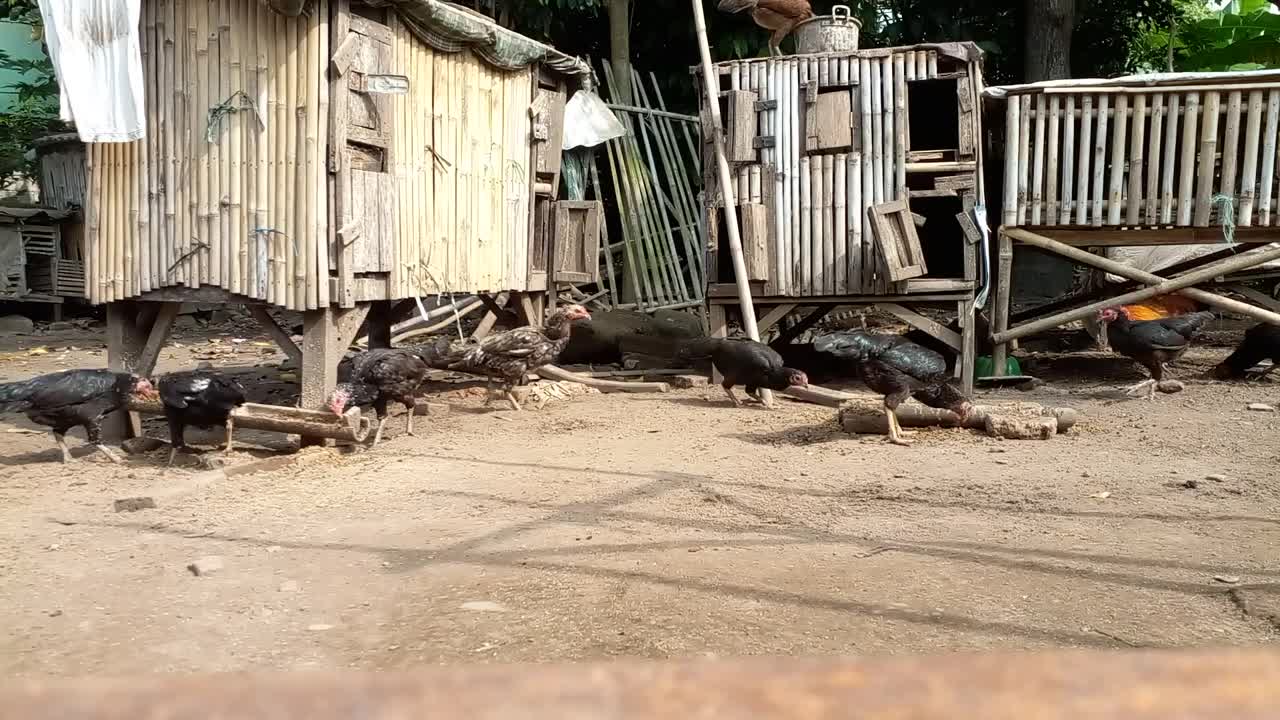 Peternakan Ayam Kampung Kandang Boby Yang Sederhana