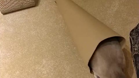 Kitty Helps With Christmas Wrapping
