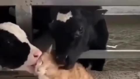 Cute and funny cat video.