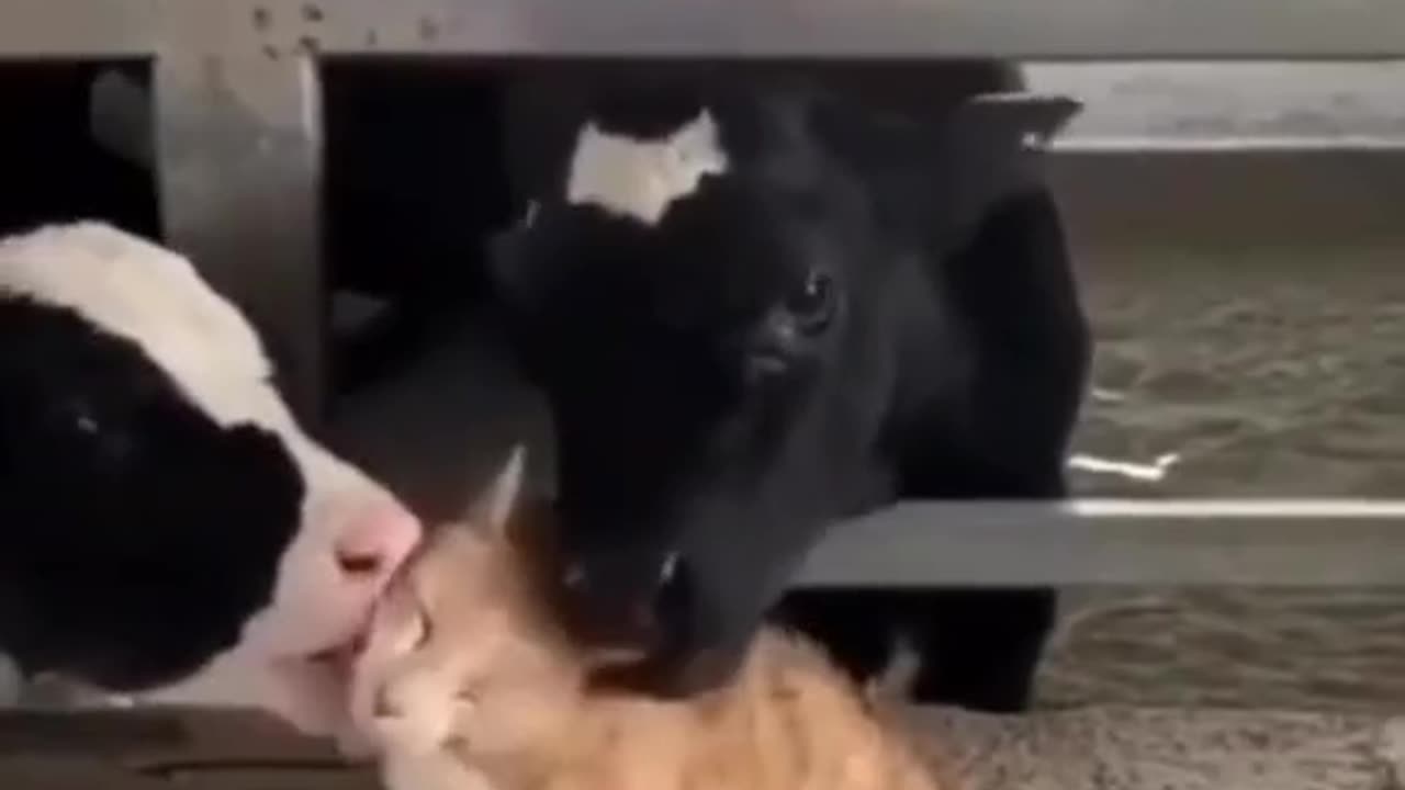 Cute and funny cat video.