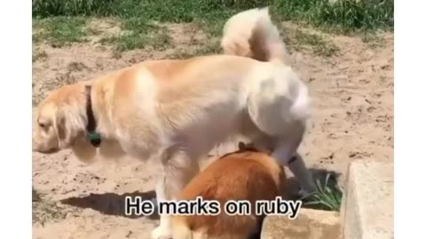 Funny dog video