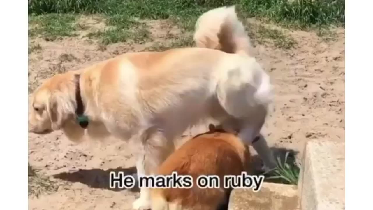 Funny dog video