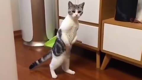 The funniest and most humorous CAT VIDEO ! - FUNNY CAT VIDEOS 23