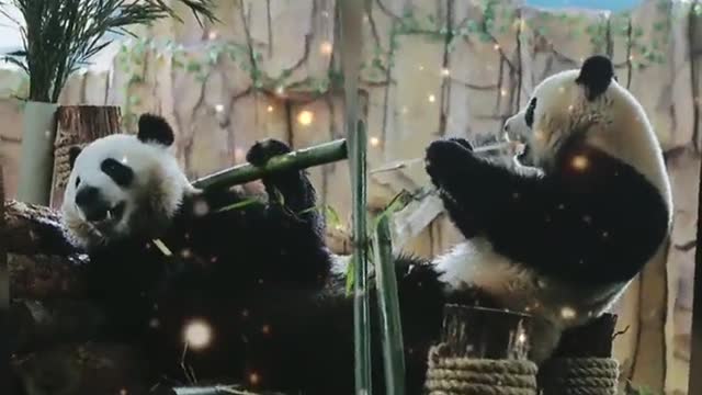 The giant panda